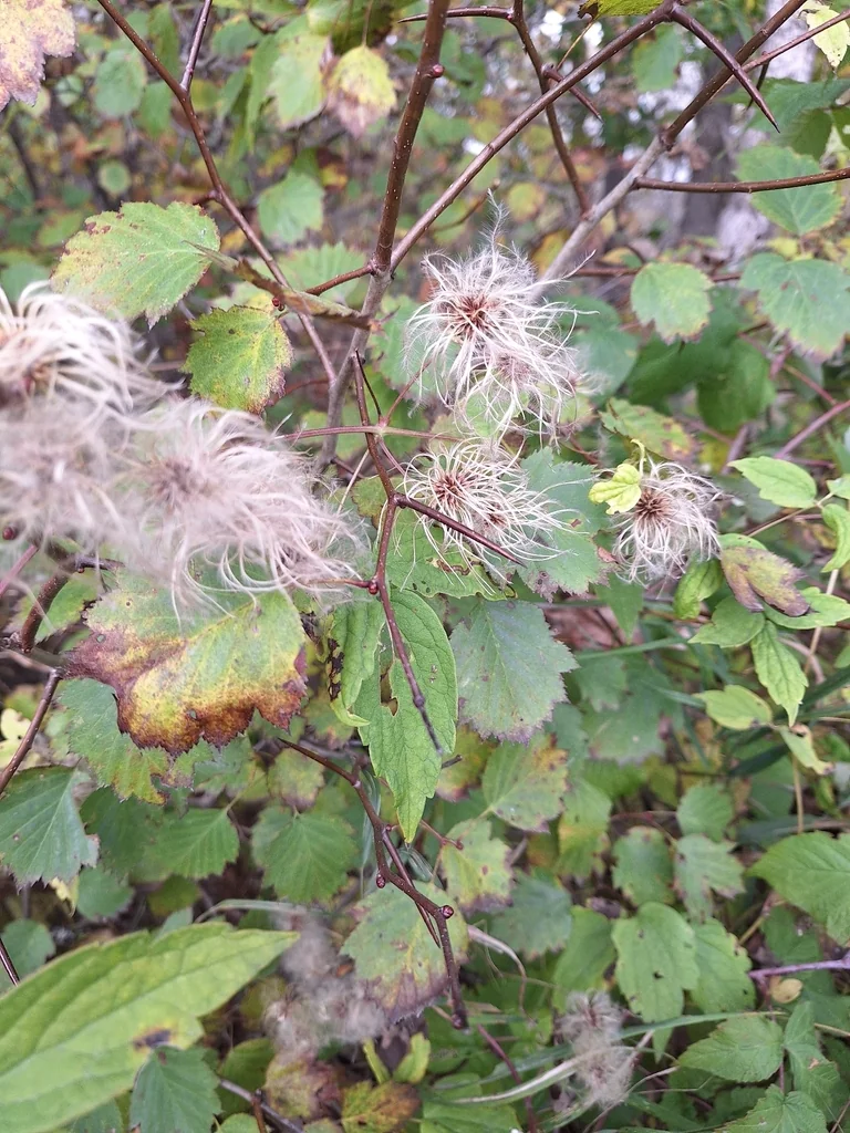 Clematis Virginiana