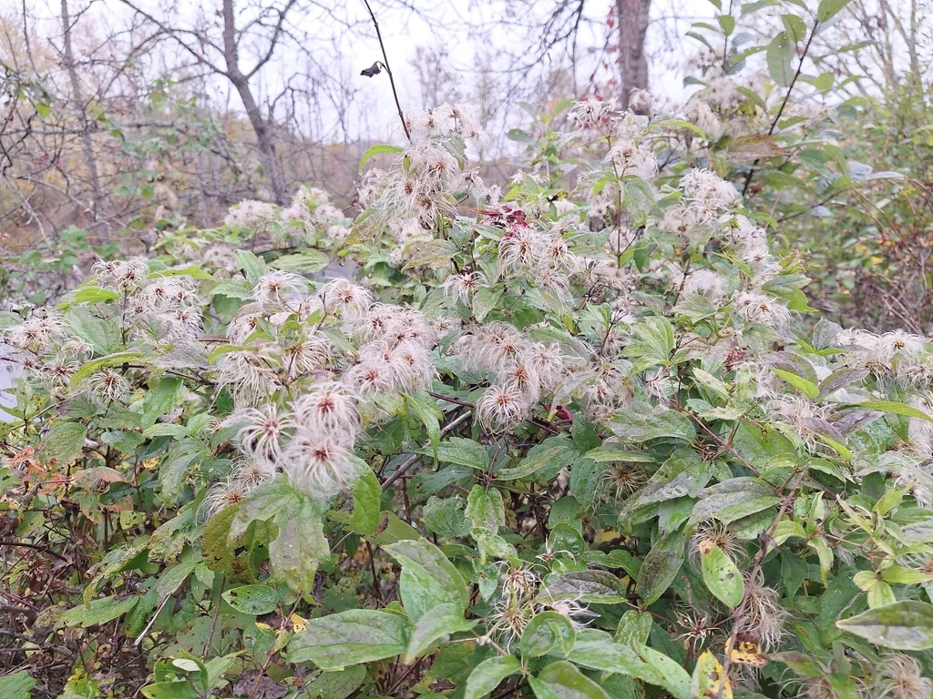 Clematis Virginiana