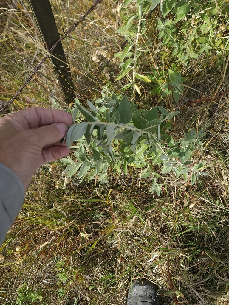 Elaeagnus angustifolia