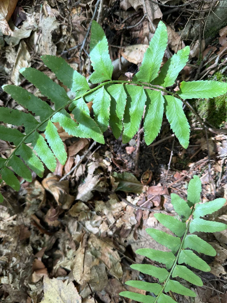Polystichum Acrostichoides