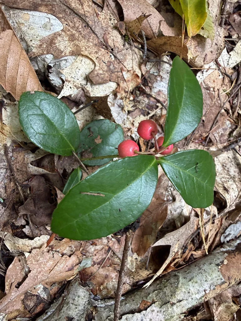 Gaultheria Procumbens