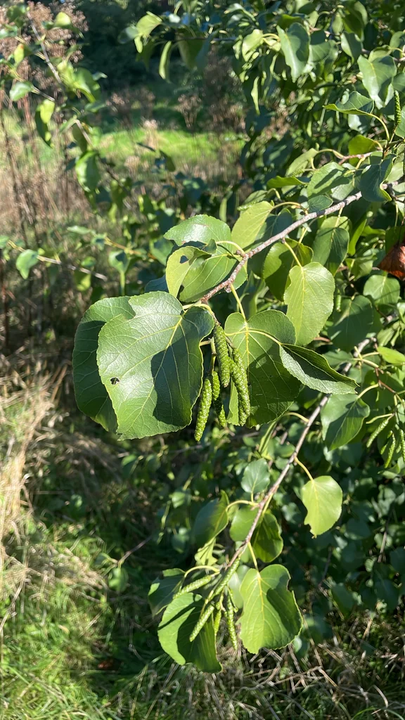 Alnus Cordata