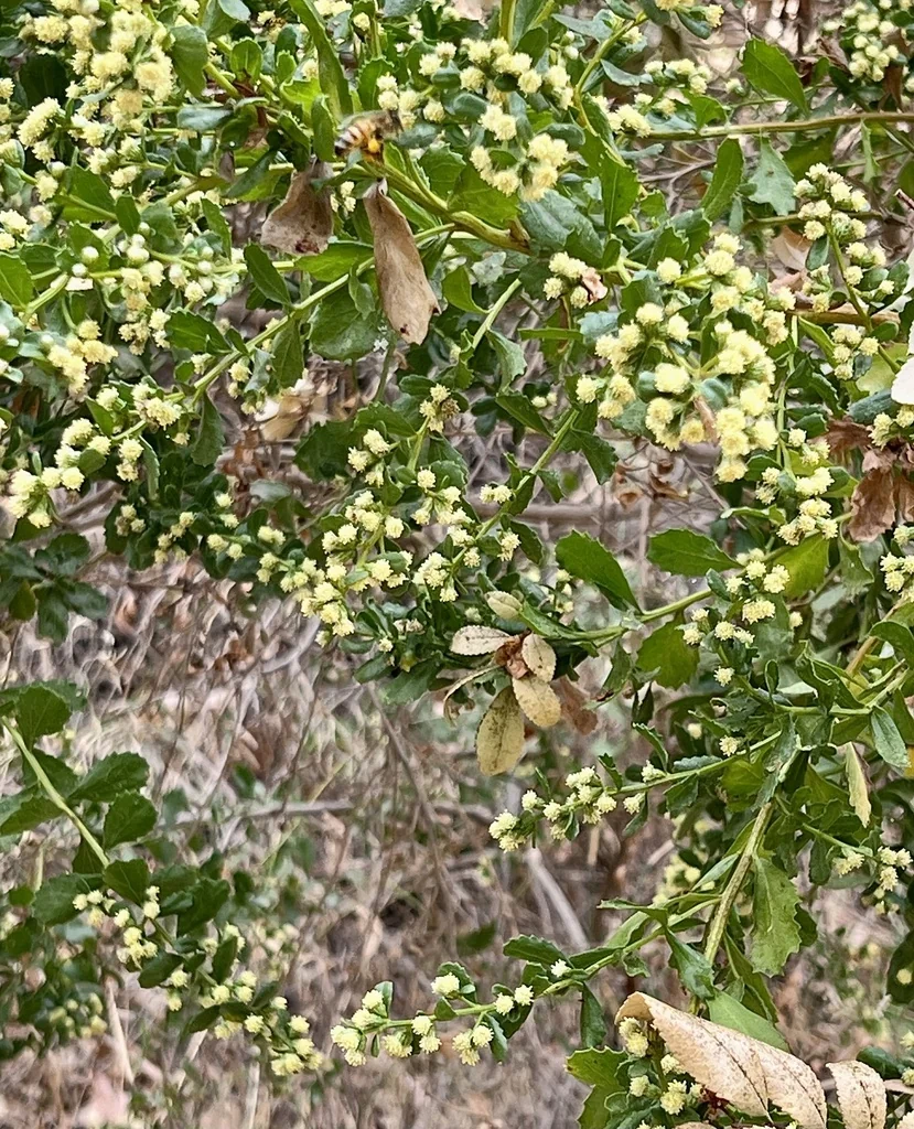 Baccharis Pilularis
