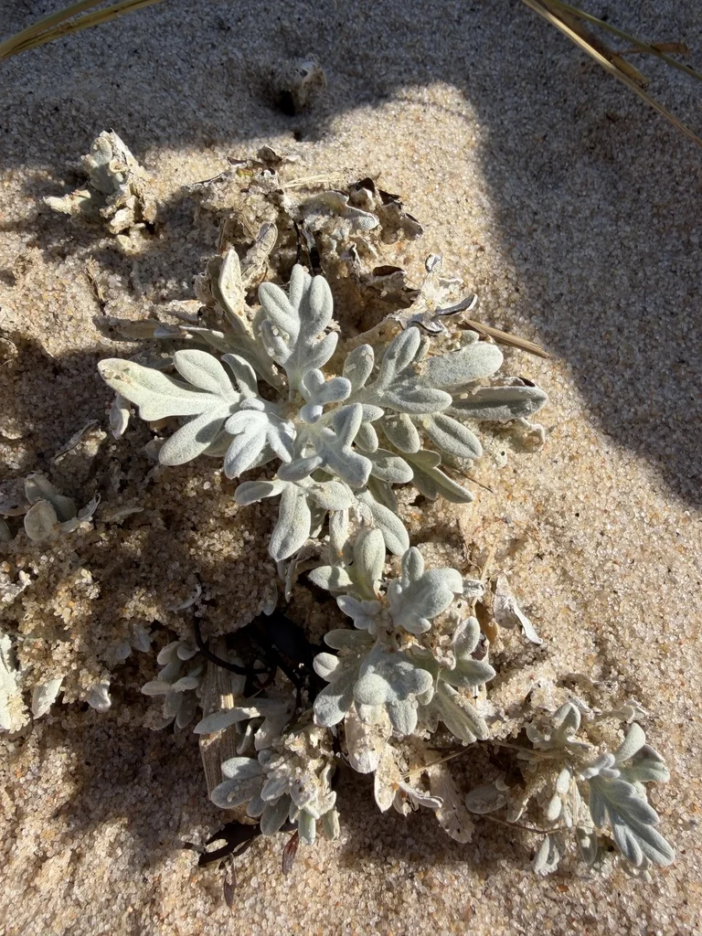 Artemisia stelleriana