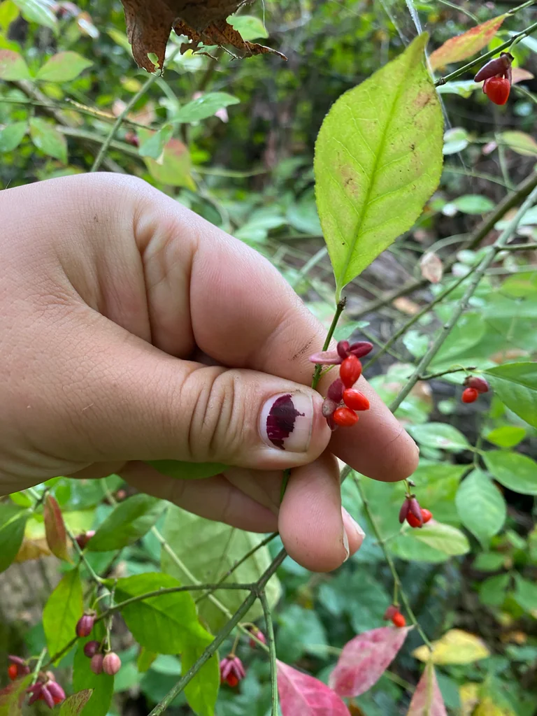 Euonymus Alatus