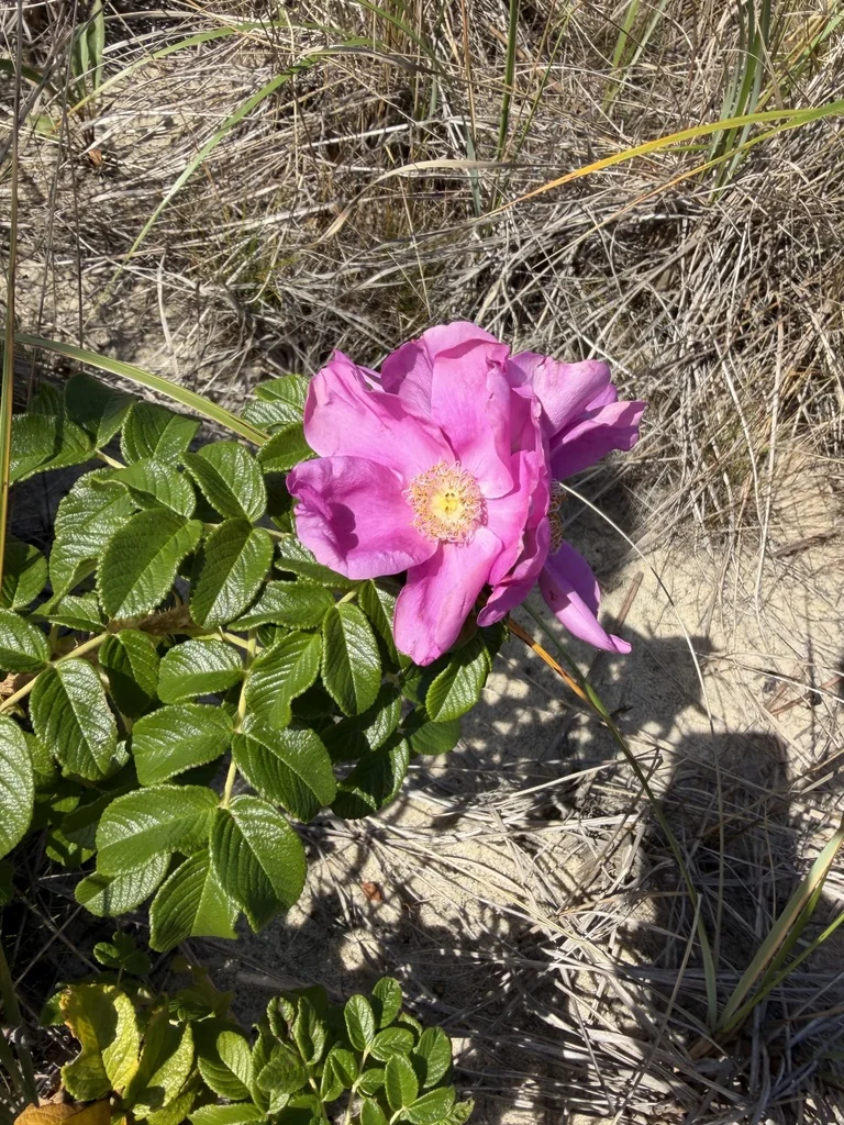 Rosa Rugosa