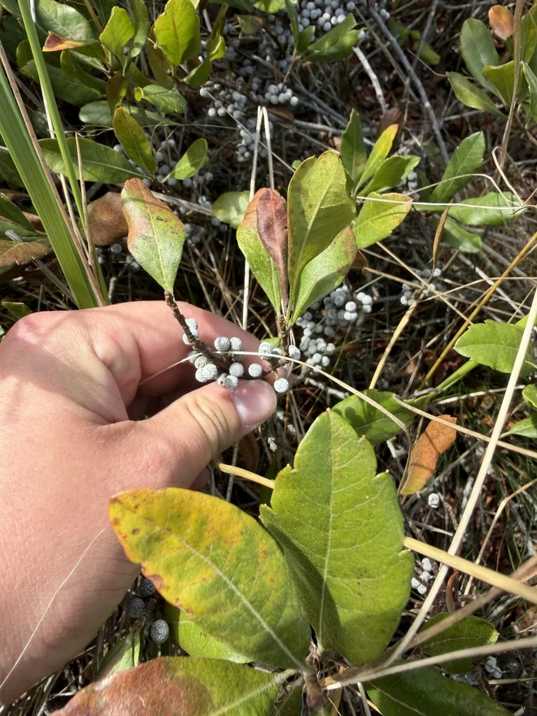 Myrica Pensylvanica