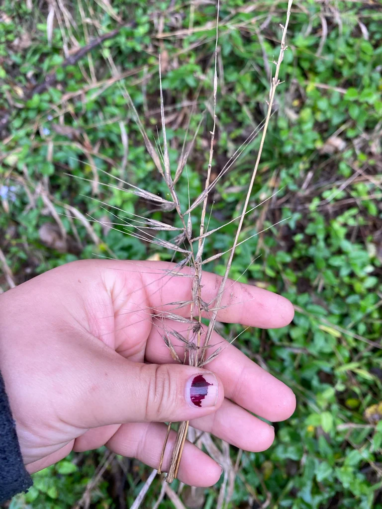 Elymus Hystrix