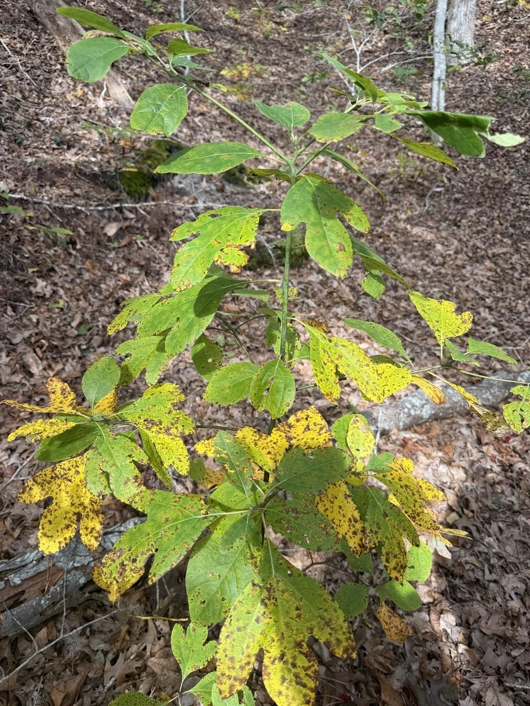 Sassafras Albidum