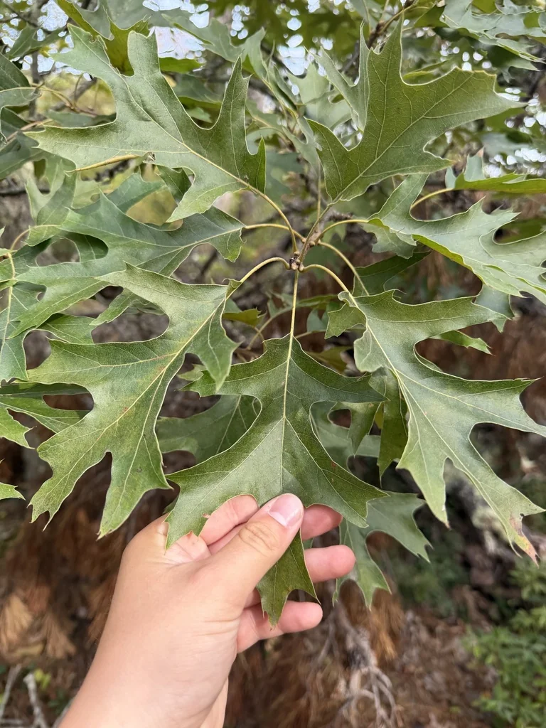 Quercus Coccinea
