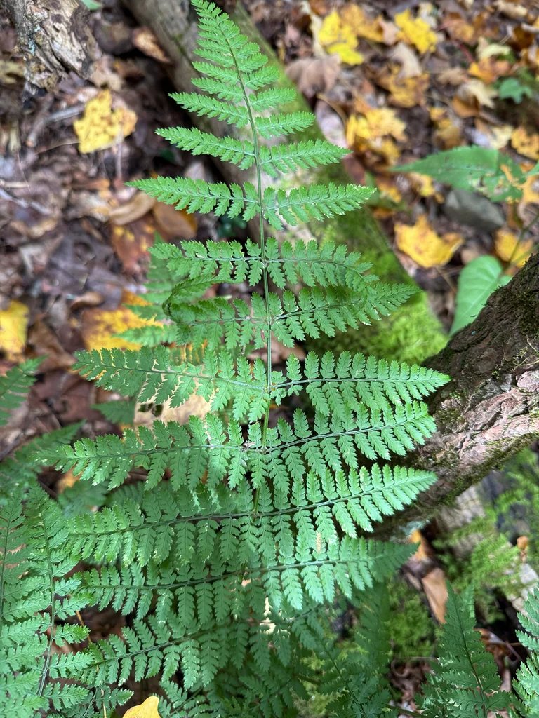 Dryopteris Intermedia