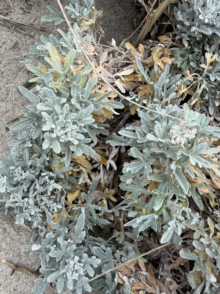 Artemisia stelleriana
