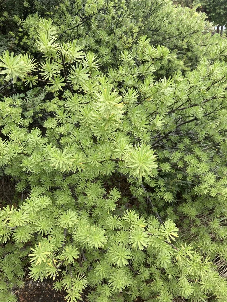 Suriana Maritima