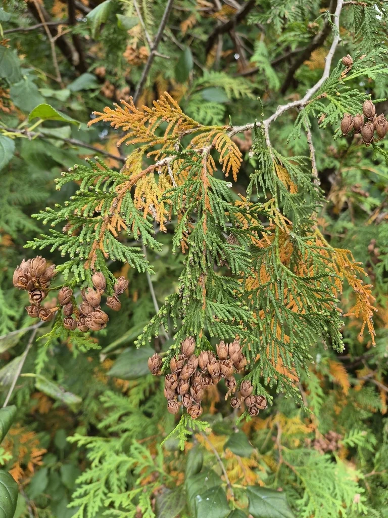 Thuja Occidentalis