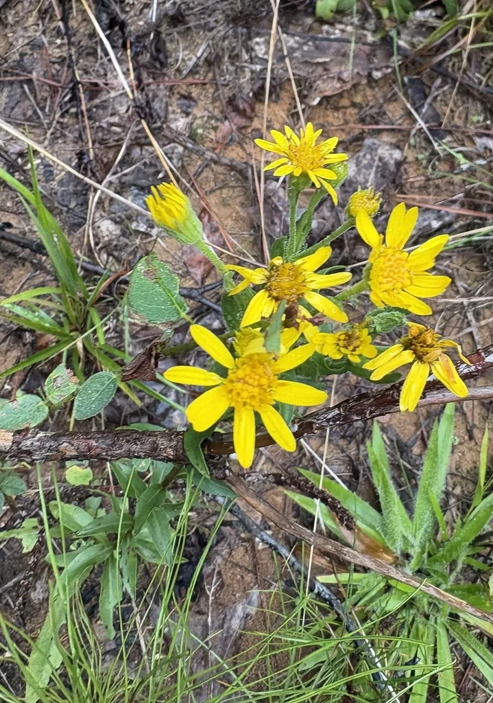 Chrysopsis Mariana