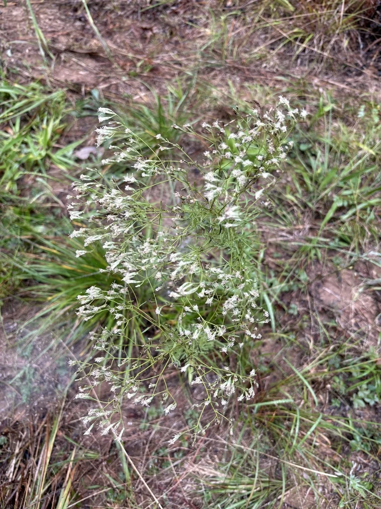 Eupatorium Hyssopifolium