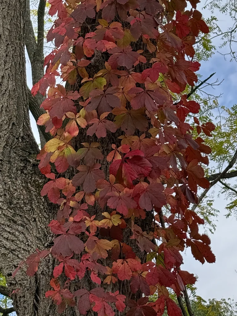Parthenocissus Quinquefolia