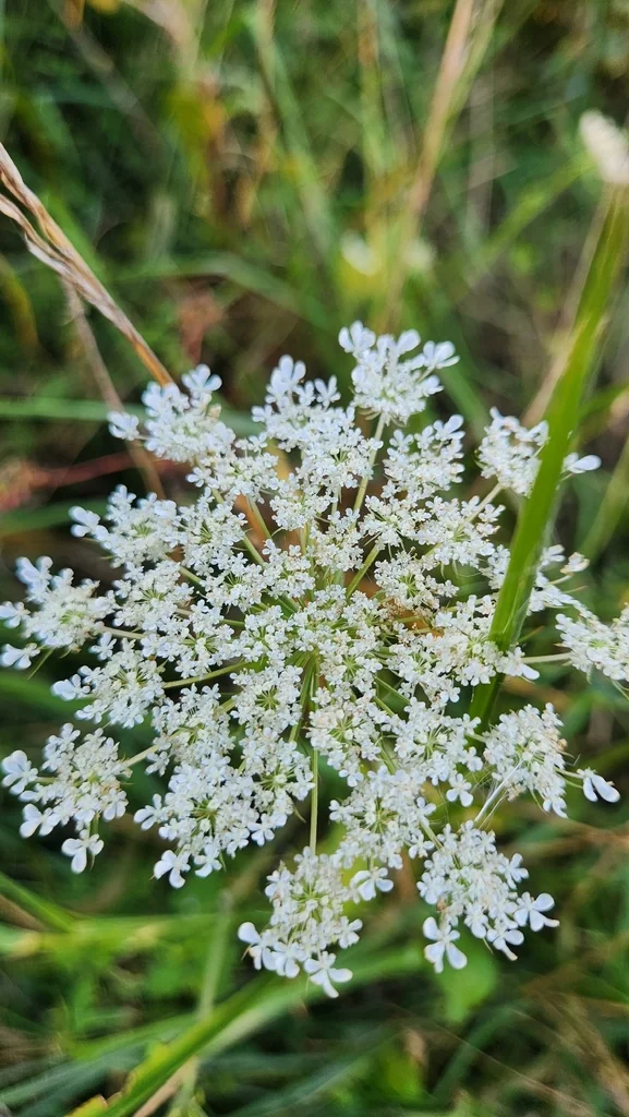 Daucus Carota