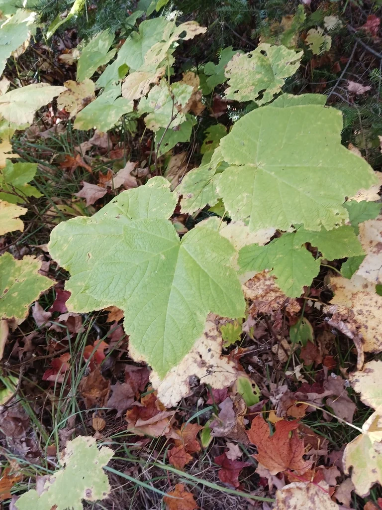 Rubus Parviflorus