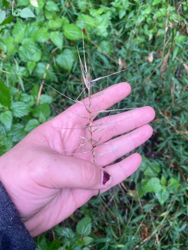 Elymus Hystrix