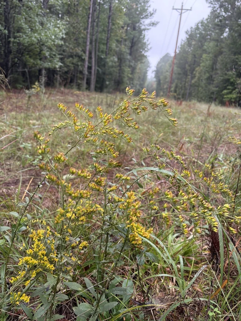Solidago Nemoralis