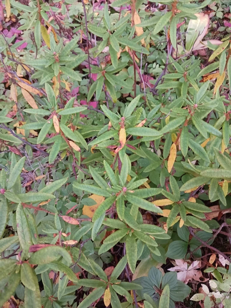 Rhododendron Groenlandicum