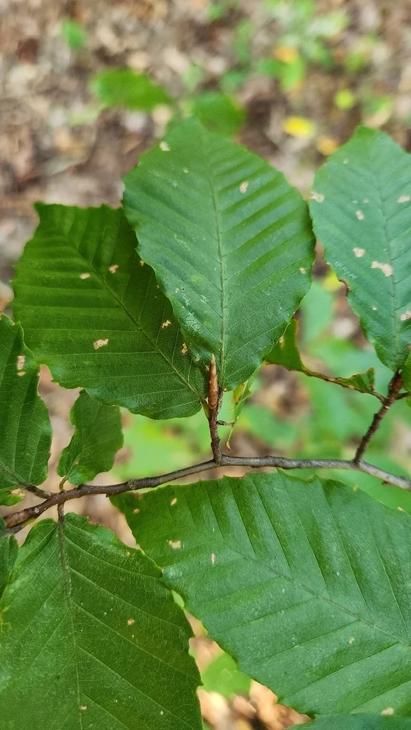 Fagus grandifolia