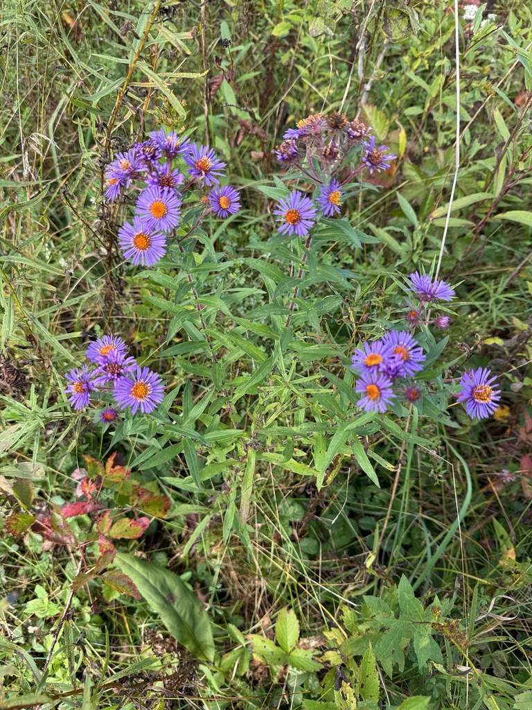 Aster Novae-Angliae