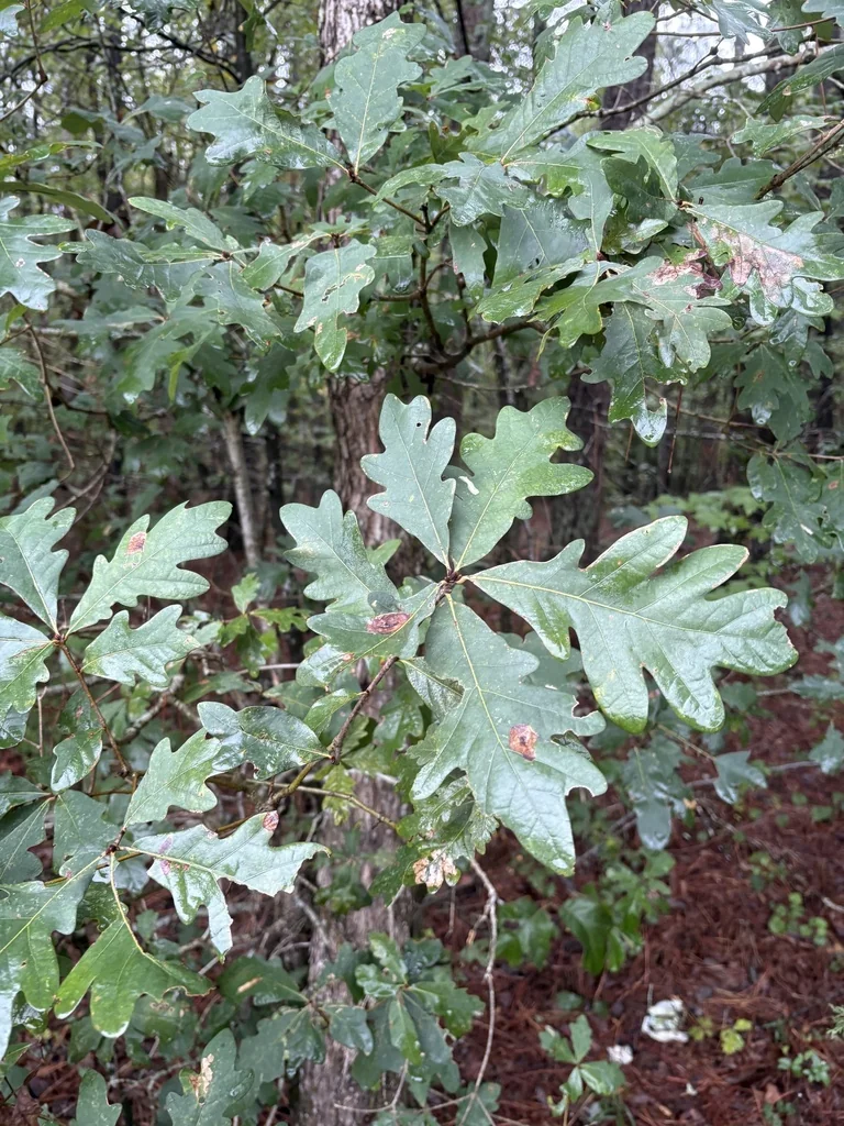 Quercus Alba