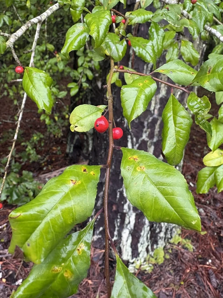 Ilex Decidua