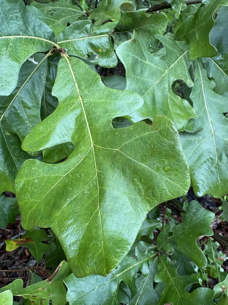 Quercus Stellata