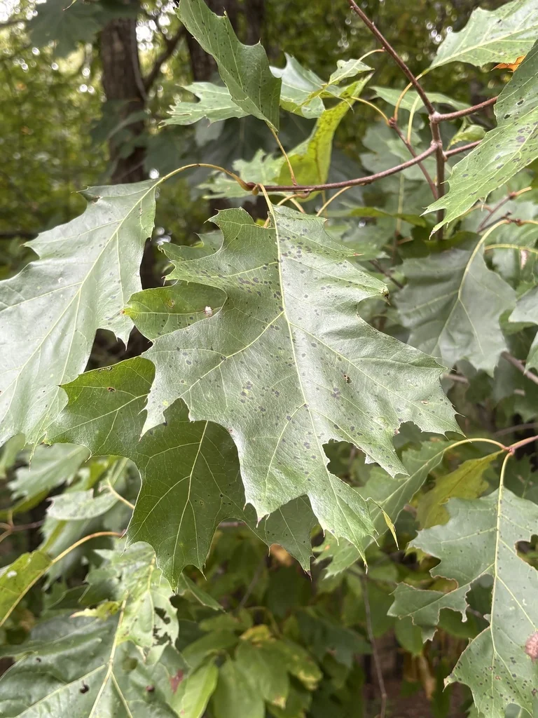 Quercus Shumardii