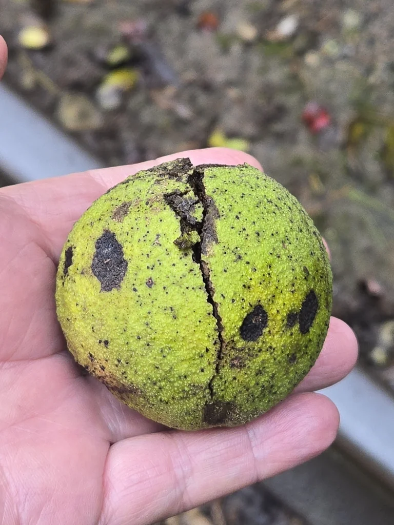 Juglans Nigra