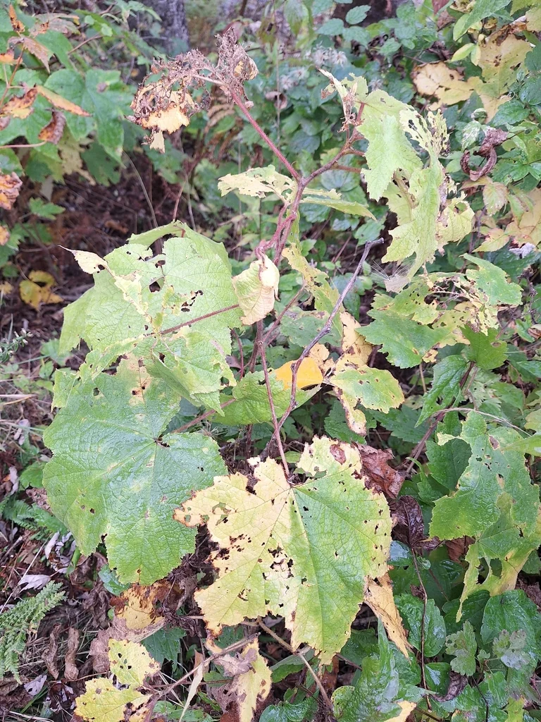 Rubus Odoratus
