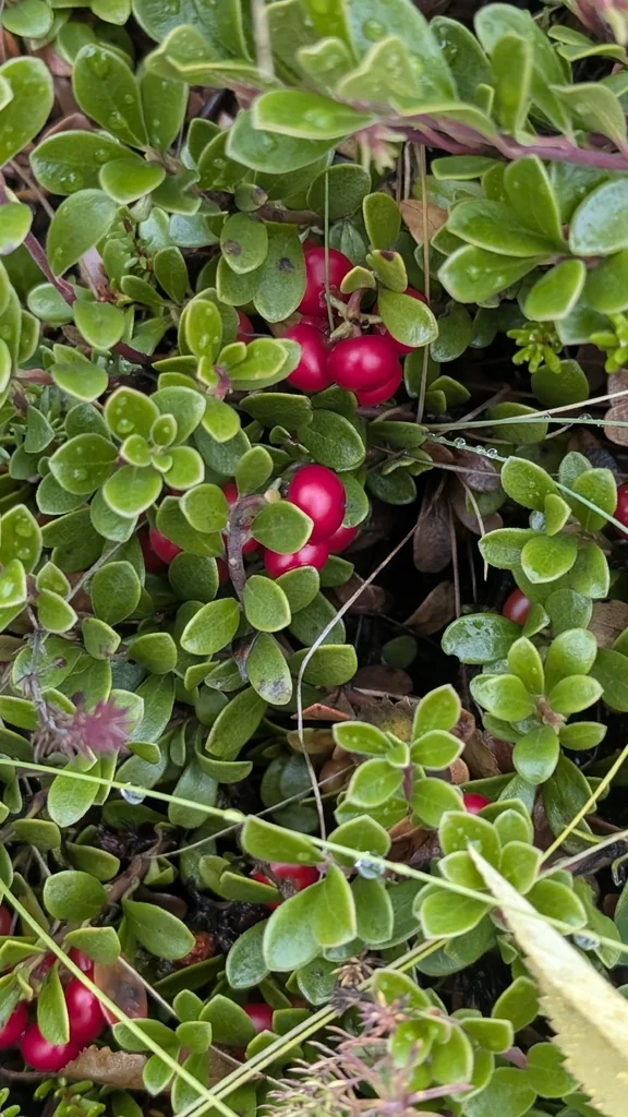 Arctostaphylos Uva-Ursi