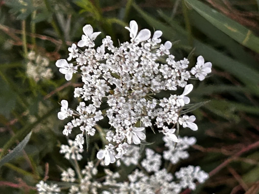 Daucus Carota
