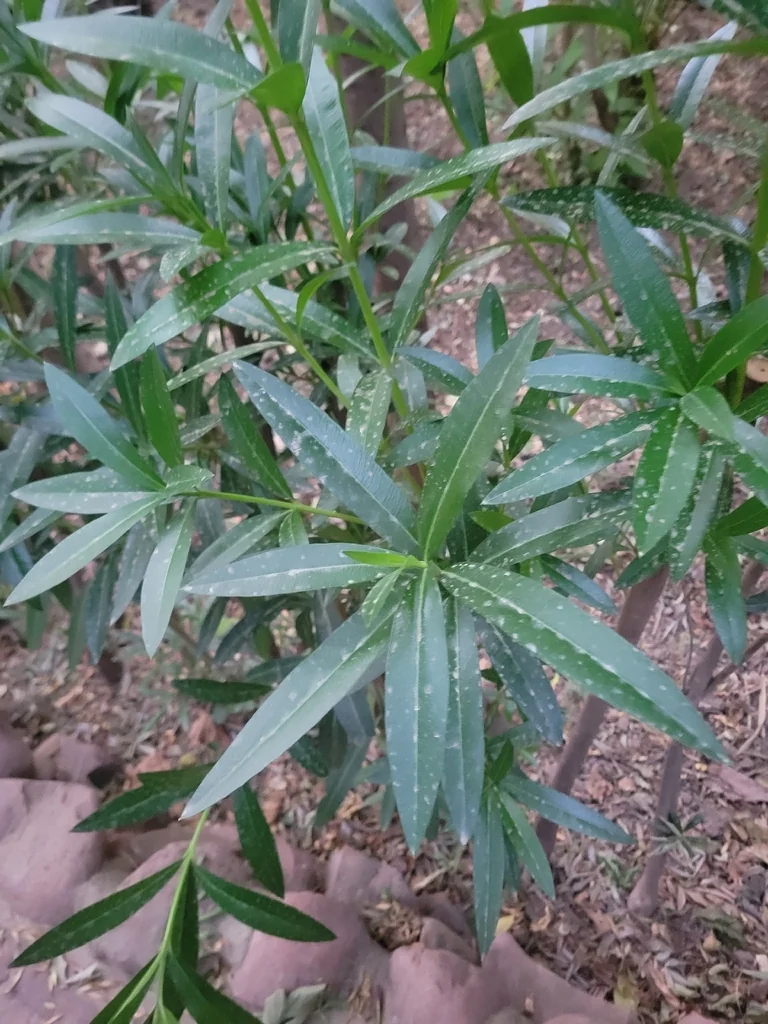 Nerium Oleander