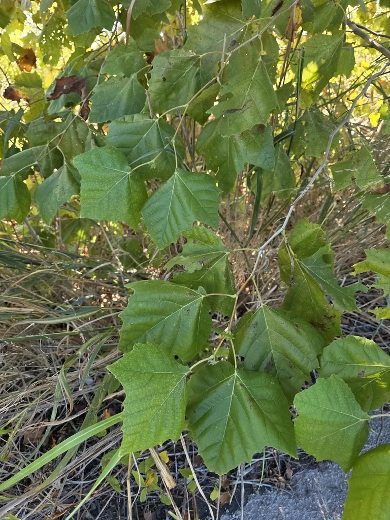 Platanus Occidentalis