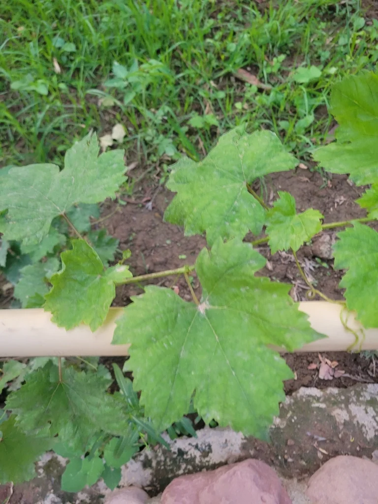 Vitis Vinifera
