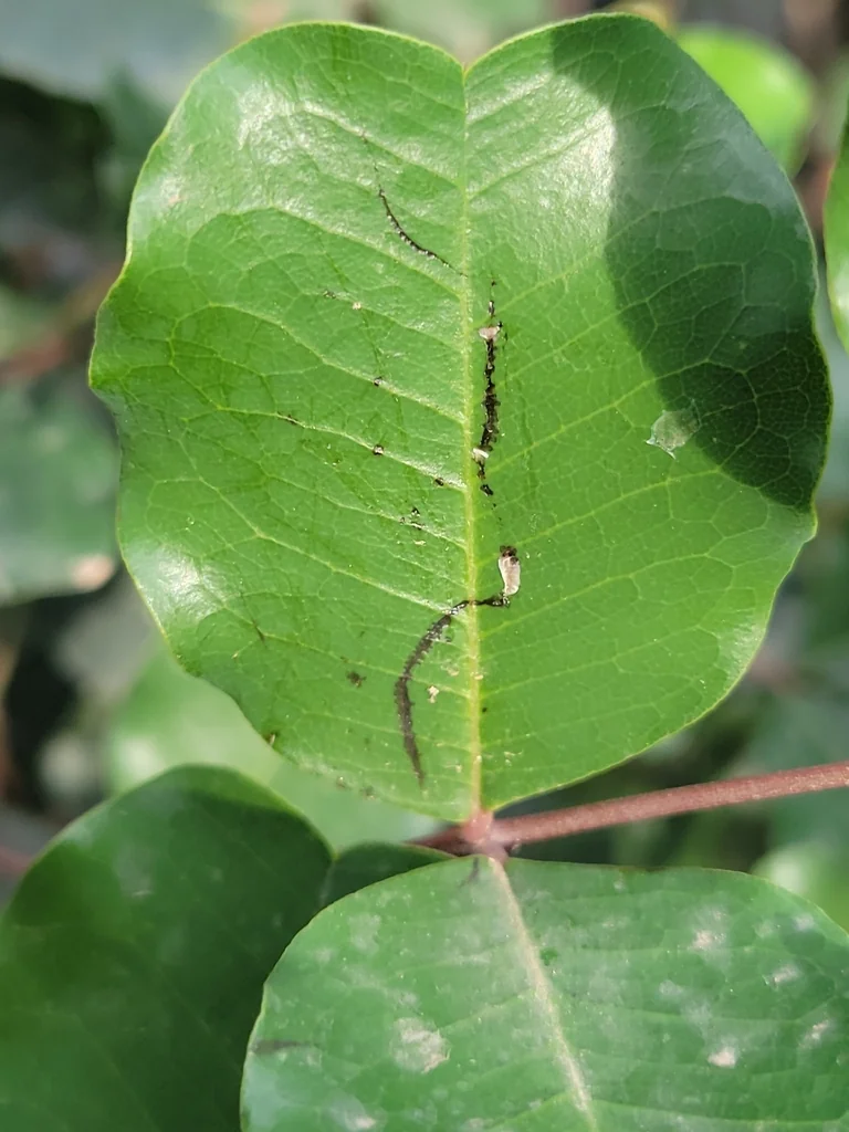 Ceratonia Siliqua