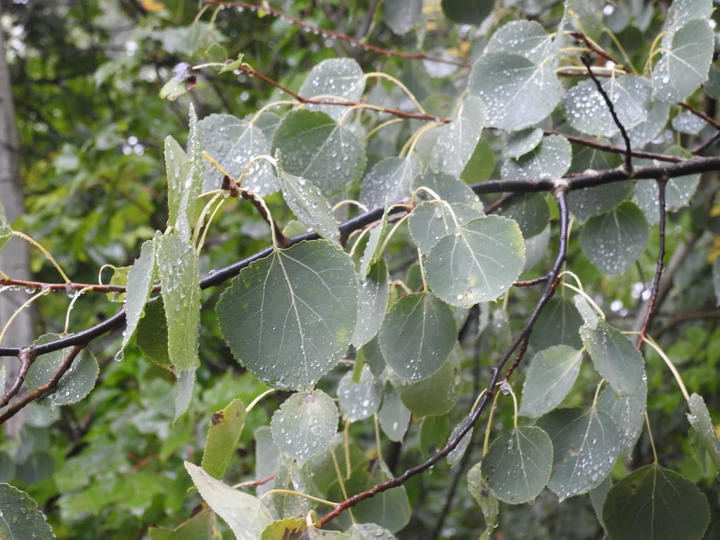Populus Tremuloides