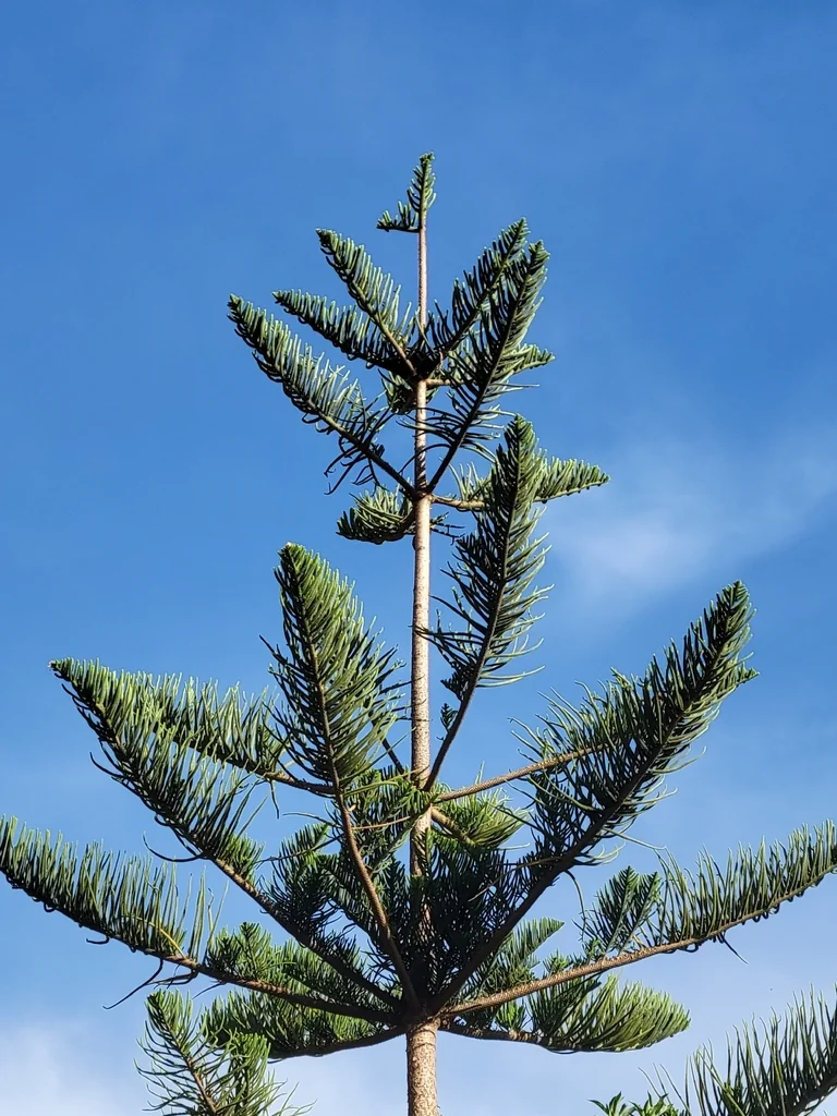 Araucaria Heterophylla