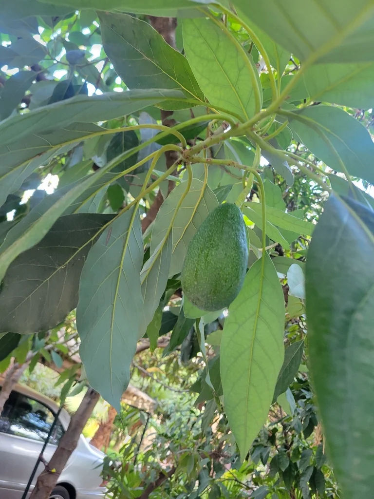 Persea Americana