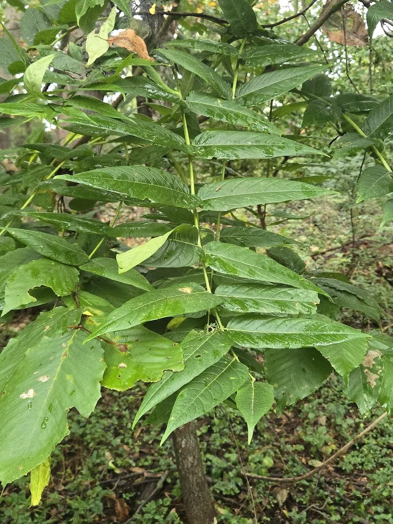 Ailanthus Altissima