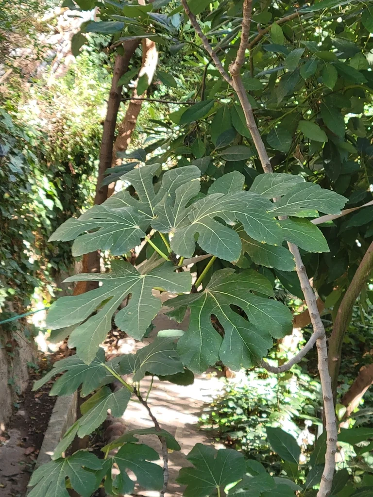 Ficus Carica