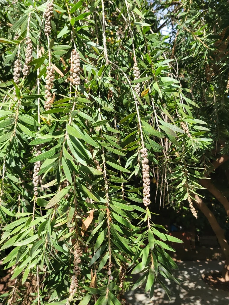 Callistemon Viminalis