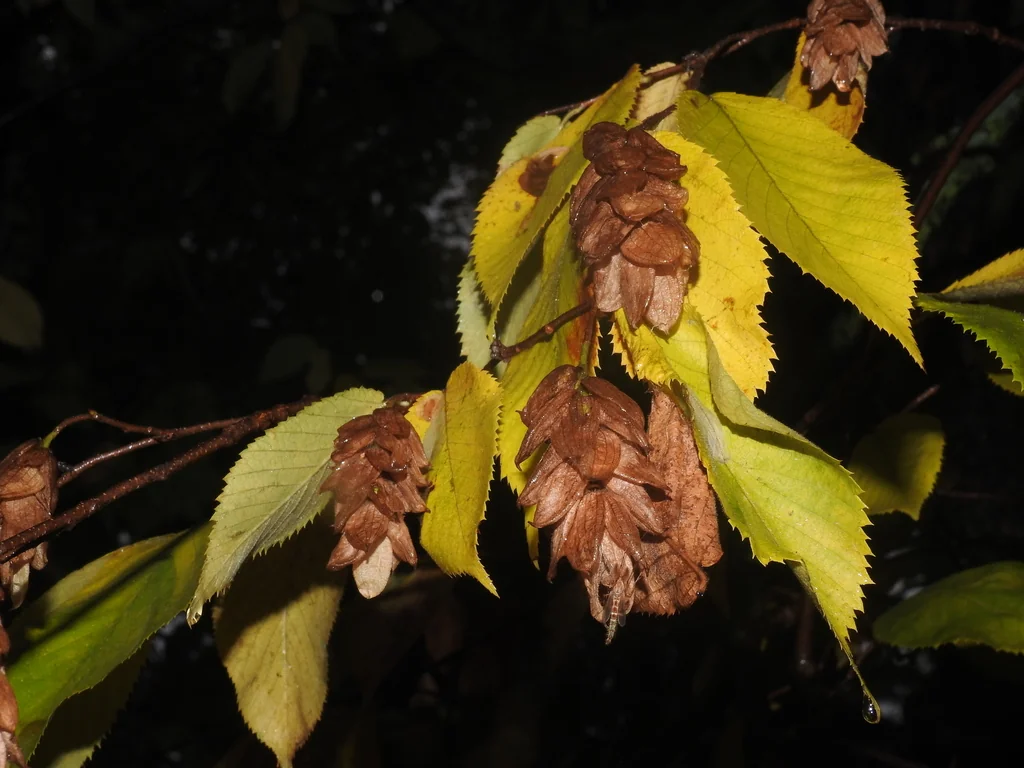 Ostrya Virginiana