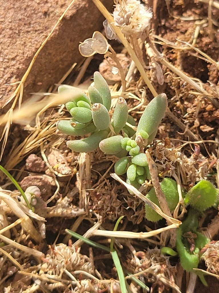 Sedum Album