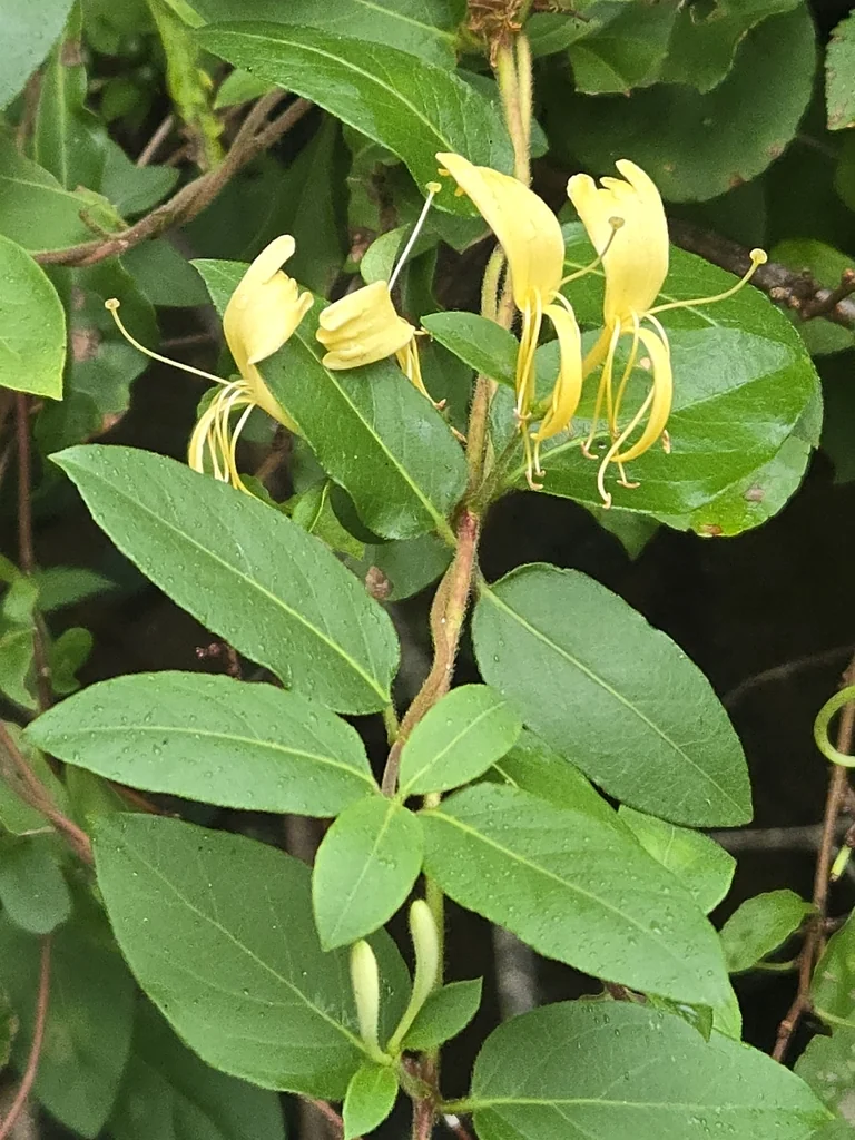 Lonicera Japonica