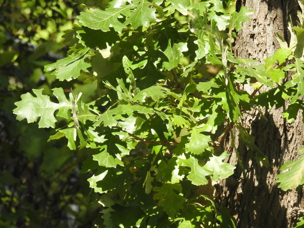 Quercus Lyrata